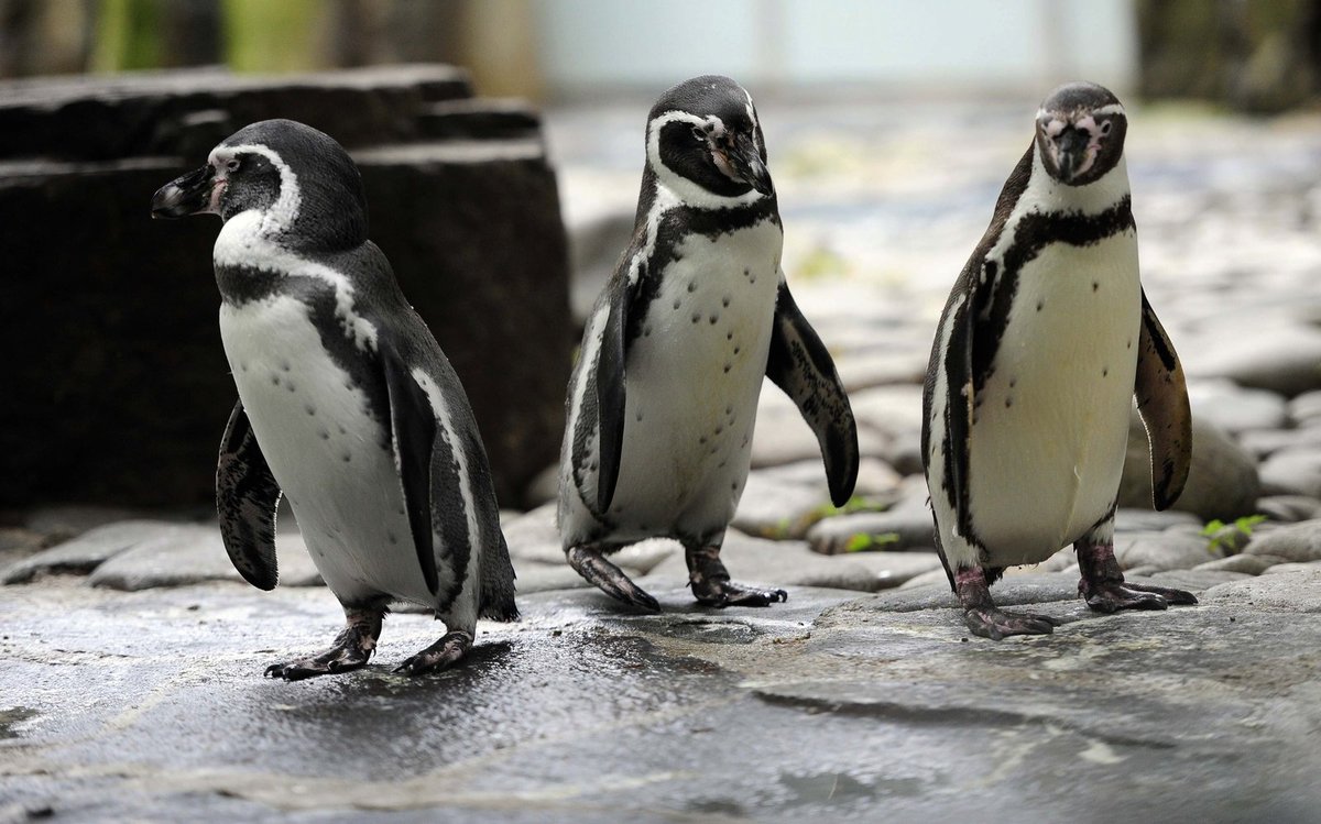Naše zimy jsou pro tučňáky lázněmi.