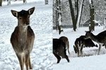 Obyvatelé lesa vyrazili na něco k snědku do Karviné.