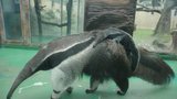 Malá mravenečnice baví návštěvníky zoo z mámina hřbetu
