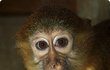 Některé druhy opic dokážou stejně rafinovaně jako ženy využít »make-up«.