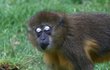 Některé druhy opic dokážou stejně rafinovaně jako ženy využít »make-up«.