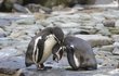 Zamilovaní tučňáci vyzývají svou lásku troubením k tanci.