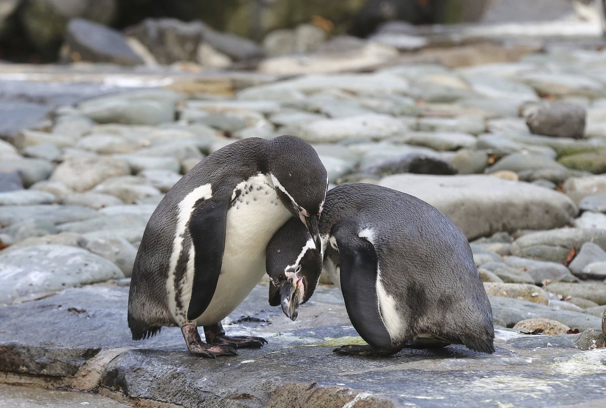 Zamilovaní tučňáci vyzývají svou lásku troubením k tanci.