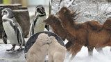 Mráz v pražské zoo: Klokani i velbloudi si libují, tučňáci jsou schovaní