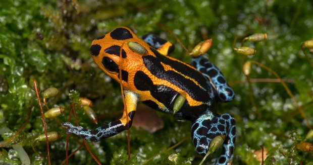 Jedna z nejkrásnějších „šípových žab“ pralesnička fantastická.