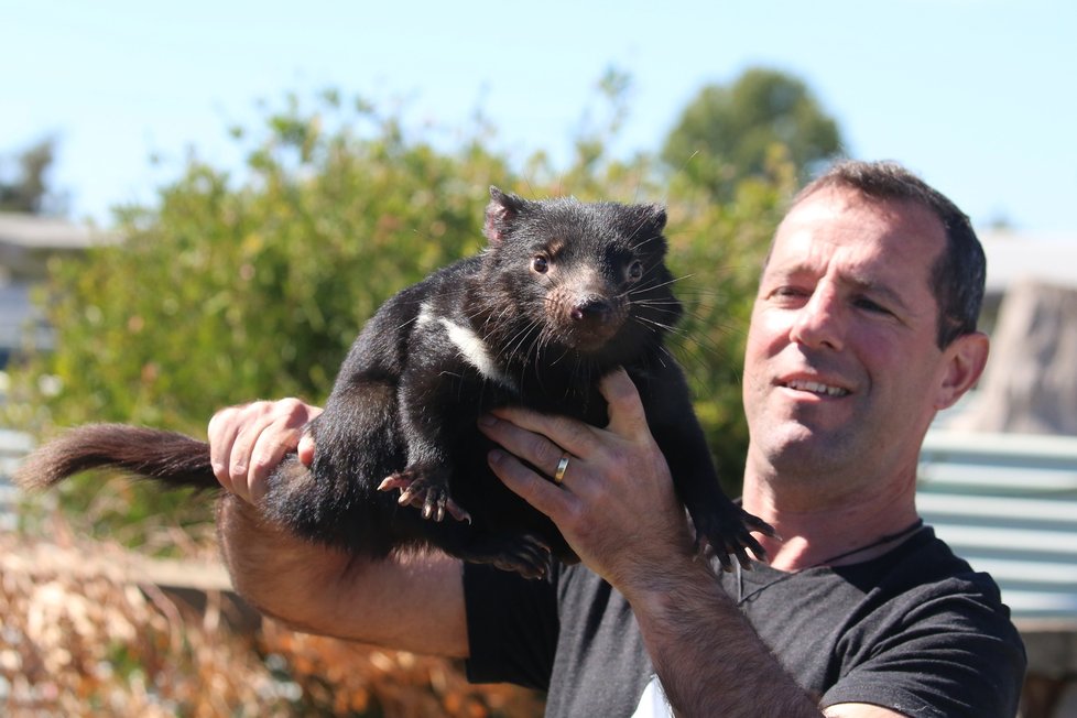 V pražské zoo v roce 2020 ukážou tasmánské čerty.