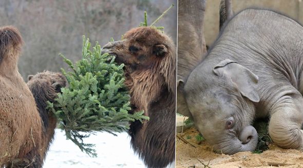 Zvířata dostala vánoční stromky jako dárek. Někteří je jedí, jiní si s nimi už jen hrají.