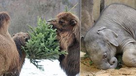 Zvířata v pražské zoo stojí na vánoční stromy frontu. Sloni jsou už přecpaní