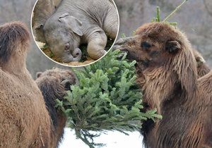 Zvířata dostala vánoční stromky jako dárek. Někteří je jedí, jiní si s nimi už jen hrají.
