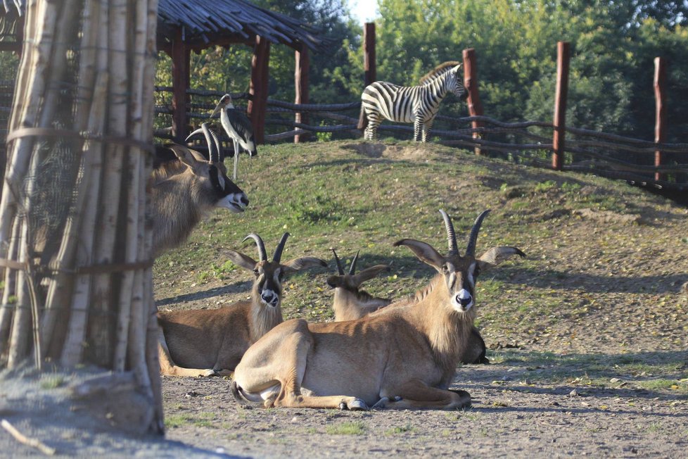 Výběhy zvířat jsou většinou zabezpečeny před vniknutím návštěvníků například ploty, skly nebo vodními bariérami.