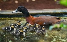 Zoologické zahrady v Česku se i letos pyšní: Zvířata roztomilá, krásná i záhadná...