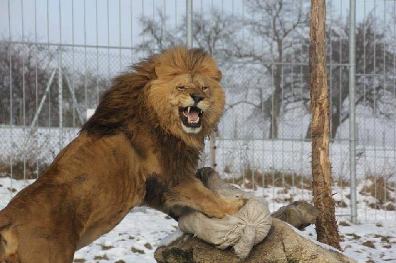 Majestátný lev je mezi návštěvníky oblíbený.