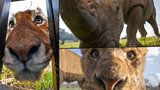 Šelmám tváří v tvář: Odvážný fotograf se nechává zavřít na safari v kleci