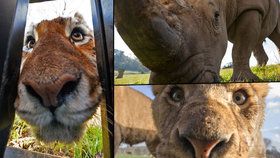 Šelmám tváří v tvář: Odvážný fotograf se nechává zavřít na safari v kleci