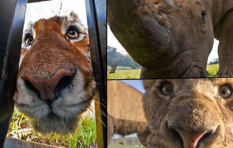 Šelmám tváří v tvář: Odvážný fotograf se nechává zavřít na safari v kleci