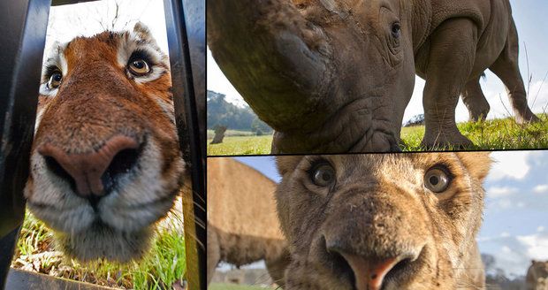 Šelmám tváří v tvář: Odvážný fotograf se nechává zavřít na safari v kleci