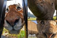 Šelmám tváří v tvář: Odvážný fotograf se nechává zavřít na safari v kleci