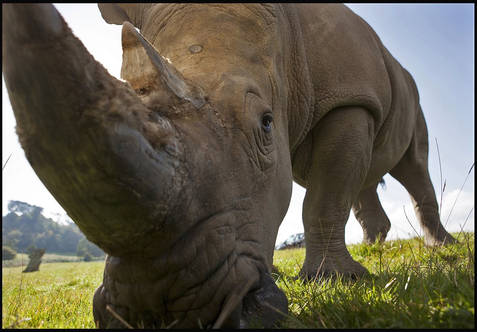 Simon se nemusel bát ani obřího rohu mohutného nosorožce.