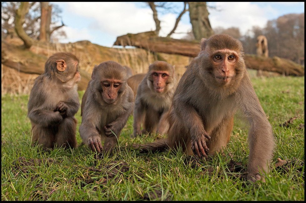 Jak zvědavé jsou opice, je všeobecně známo...