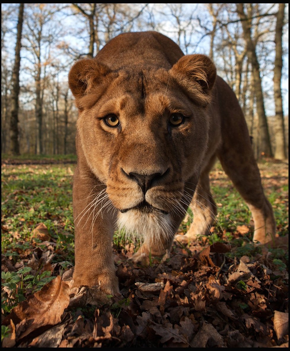 Každý vášnivý cestovatel by měl navštívit safari.