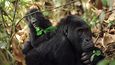 Kahuzi-Biega: gorily z očí do očí