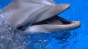 2. Delfín: Je u něj značně vyvinutá inteligence, někteří vědci je dokonce považuje za stejně chytré, jako jsou lidé, což se ale nepodařilo prokázat. Delfíni mají ve skupinách různá postavení, vlastní jazyk a jména. Existuje mnoho zaznamenaných případů, kdy delfíni zachránili člověka nebo jiného tvora když se topil. Stejně jako lidé i delfíni se stále rozvíjejí.