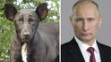 Vladimir Putin  - zvířecí dvojník
