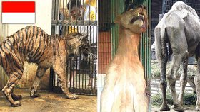 Utrápená zvířata k smrti. Tak končí osudy nevinných zvířat v Indonésii.