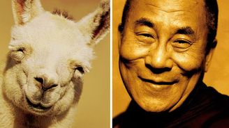 Madonnina žabí stehýnka a Dalaj-Lama. 14 zvířecích dvojníků celebrit