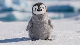 KVÍZ: Kde žije tučňák a kde kapybara? Přiřaďte ke zvířatům správný světadíl! KVÍZ: Kde žije tučňák a kde kapybara? Přiřaďte ke zvířatům správný světadíl!