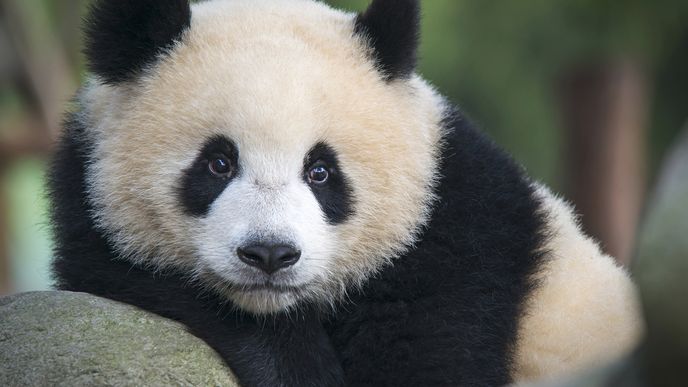 Panda