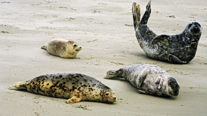 Ameland: tulení kolonie