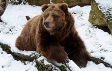 Medvědi grizzly: Na sníh chodí opatrně!