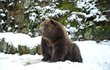 Urostlí američtí medvědi se letos sněhu vyhýbají.