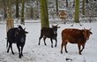 Těmhle sníh nevadí...  Návštěvníci mohou vidět ve výbězích osly, rysa ostrovida, vlka hřivnatého i zebu zakrslého.