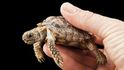 Suchozemská želva, která dorůstá 8-10 cm pochází z Jižní Afriky