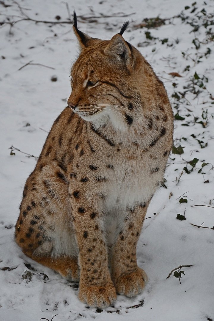 Těmhle sníh nevadí...  Návštěvníci mohou vidět ve výbězích osly, rysa ostrovida, vlka hřivnatého i zebu zakrslého.