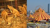 Zmizí zvířata z cirkusů? Šelmy trpí při trénincích i drezurách, tvrdí aktivisté