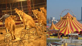 Zmizí divoká zvířata z cirkusů?