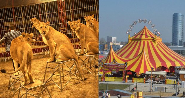 Zmizí zvířata z cirkusů? Šelmy trpí při trénincích i drezurách, tvrdí aktivisté