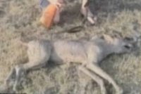 V Texasu chlapec (13) zabil mystické zvíře