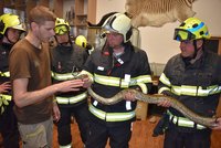 Chytni tu krajtu! Hasiči v Zoo Ostrava nacvičovali odchyt exotů