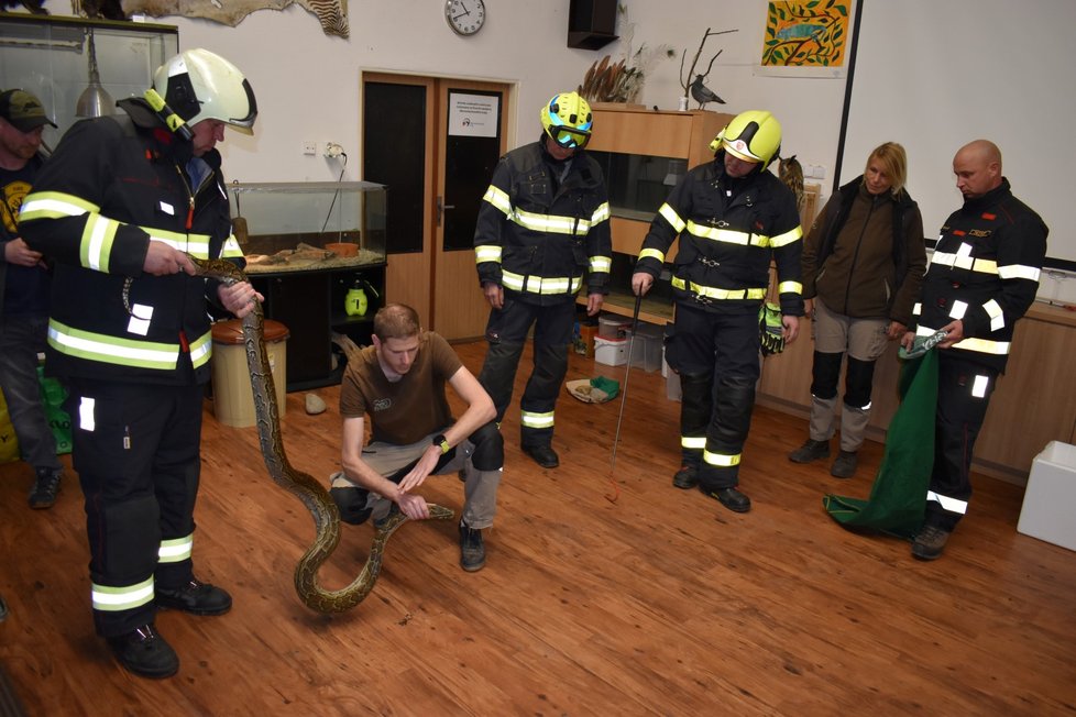 Odchyt dvoumetrového samce krajty se neobešel při tréninku na ostré akce bez krvavého zranění. Zuby má nadmíru ostré a nebezpečné.