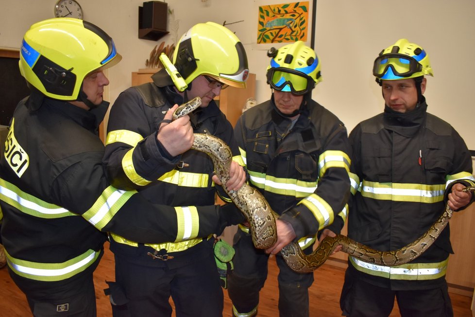 Odchyt dvoumetrového samce krajty se neobešel při tréninku na ostré akce bez krvavého zranění. Zuby má nadmíru ostré a nebezpečné.