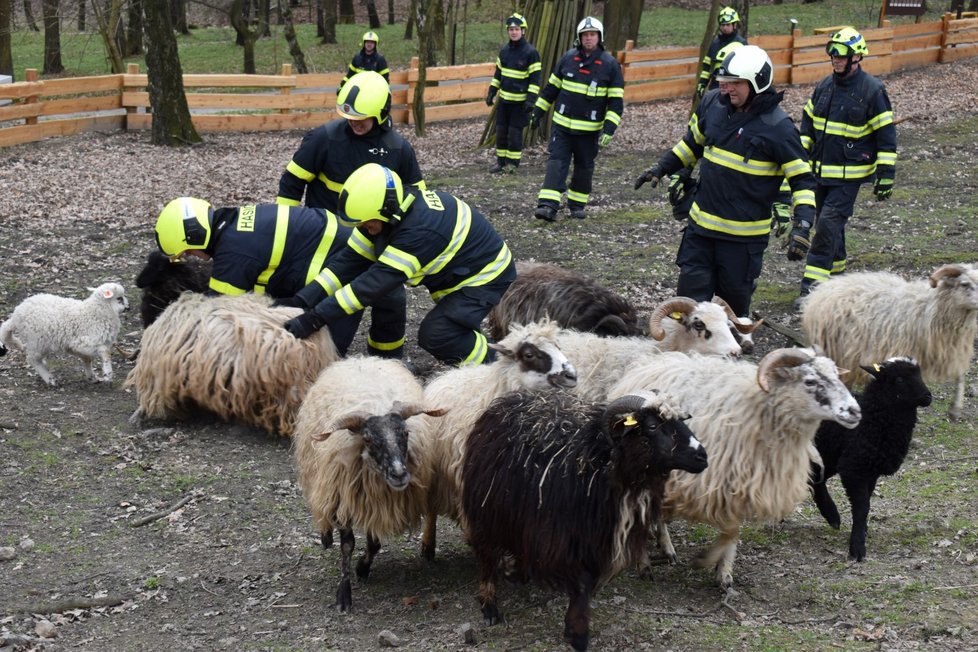 Hasiči procvičovali i zákrok u ovcí.