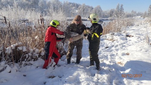 Zraněné labutí mládě zůstalo samo na zamrzlé hladině rybníka. Hasiči jej předali do záchranné stanice.