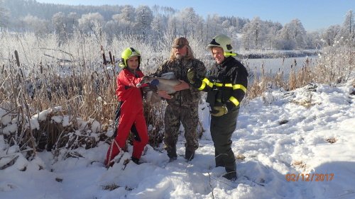 Zraněné labutí mládě zůstalo samo na zamrzlé hladině rybníka. Hasiči jej předali do záchranné stanice.