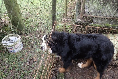 Salašnický pes jménem Ervín si zasekl hlavu do pletiva plotu.