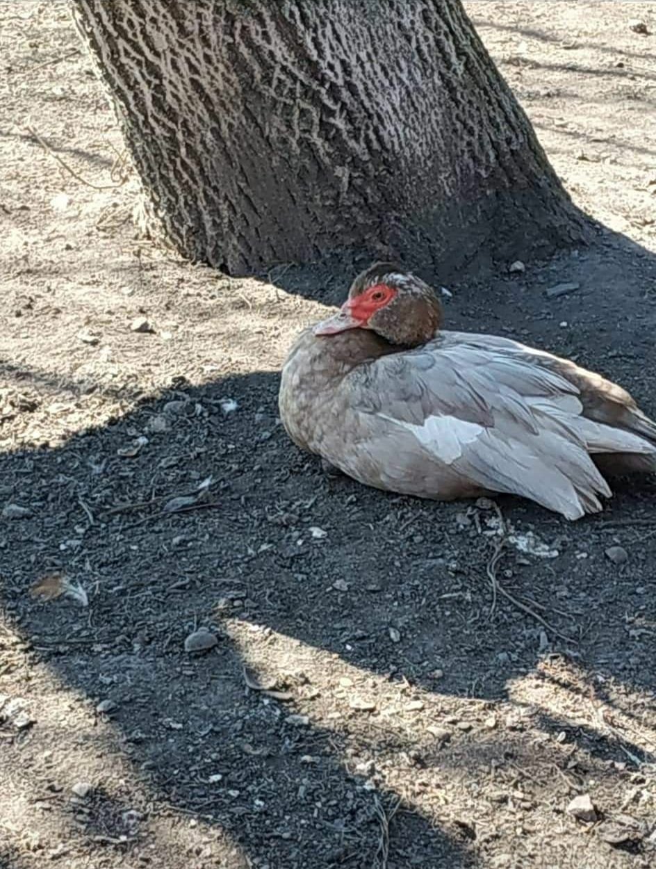 Kuřátko vyseděla kachna Kateřina.