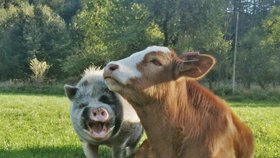 Nezvyklé přátelství. Čuník s mladým býčkem bez sebe na pastvině v Dolní Lomné neudělají ani krok.